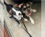 Small #2 Beagle Mix