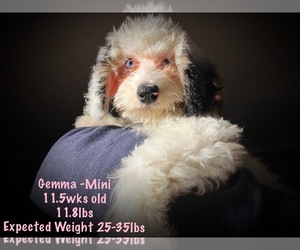 Saint Berdoodle Puppy for sale in CONNEAUT, OH, USA