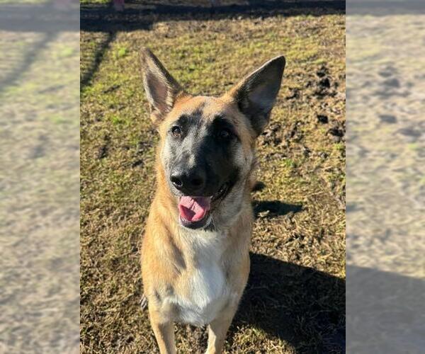 Medium Photo #1 German Shepherd Dog Puppy For Sale in Riverside, CA, USA