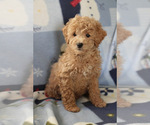 Small Photo #13 Goldendoodle (Miniature) Puppy For Sale in MILWAUKEE, WI, USA