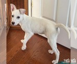 Small #4 Labrador Retriever Mix