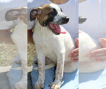 Small #2 Boxer Mix
