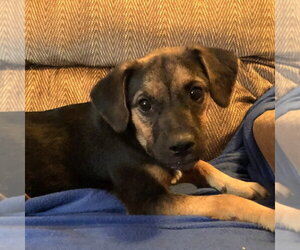 Labrador Retriever Dogs for adoption in Yardley, PA, USA