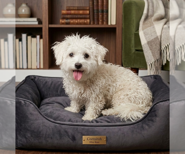 Medium Photo #1 Mutt Puppy For Sale in Vail, AZ, USA