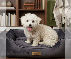 Mutt Dogs for adoption in Vail, AZ, USA