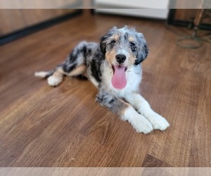 Medium Bernedoodle (Miniature)