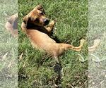 Small #1 Labrador Retriever Mix
