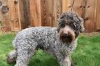 Small Photo #1 Labradoodle Puppy For Sale in BEAVERCREEK, OR, USA