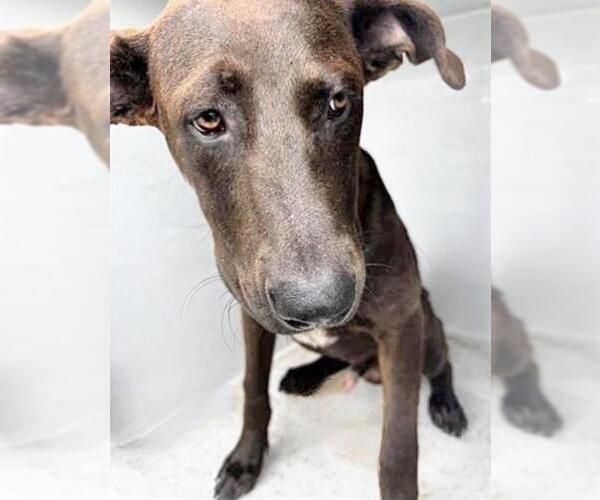 Medium Photo #1 Doberman Pinscher-Unknown Mix Puppy For Sale in Houston, TX, USA