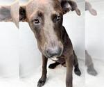 Small Doberman Pinscher Mix