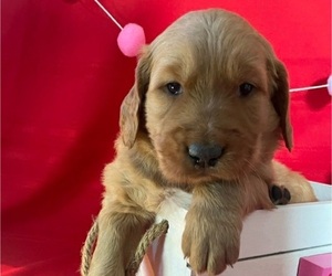 Golden Retriever Puppy for sale in CUB RUN, KY, USA