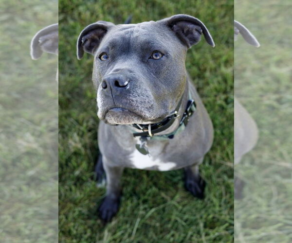 Medium Photo #3 American Pit Bull Terrier-Unknown Mix Puppy For Sale in Princeton, MN, USA