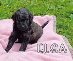 Small Photo #1 Goldendoodle-Poodle (Standard) Mix Puppy For Sale in ELKTON, VA, USA
