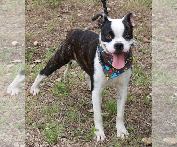 Medium Photo #4 Boston Terrier-Unknown Mix Puppy For Sale in Bandera, TX, USA