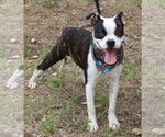 Small #3 Boston Terrier Mix