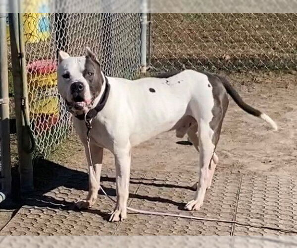 Medium Photo #7 American Pit Bull Terrier-Unknown Mix Puppy For Sale in Virginia Beach, VA, USA