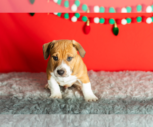Medium Photo #14 Alapaha Blue Blood Bulldog-Jack Russell Terrier Mix Puppy For Sale in MILLERSBURG, IN, USA