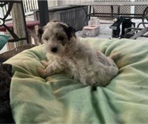 Morkie Puppy for sale in HOUSTON, MO, USA