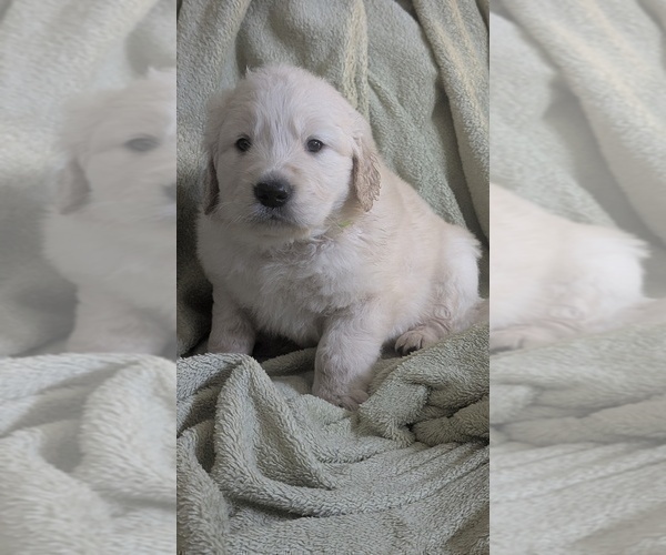 Medium Photo #9 Golden Retriever Puppy For Sale in MODESTO, CA, USA
