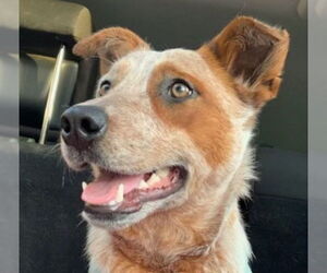 Mutt Dogs for adoption in Wakefield, RI, USA