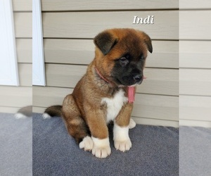 Akita Puppy for sale in FRESNO, OH, USA