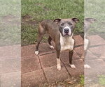 Small #13 American Pit Bull Terrier-American Staffordshire Terrier Mix