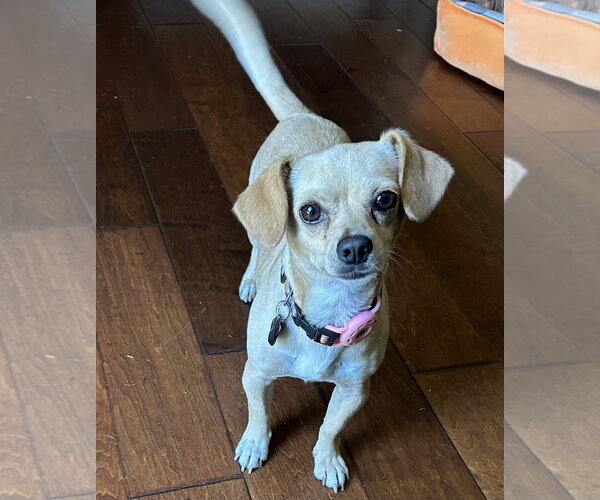 Medium Photo #2 Chihuahua-Unknown Mix Puppy For Sale in Menifee, CA, USA