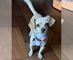 Small #1 Chihuahua Mix