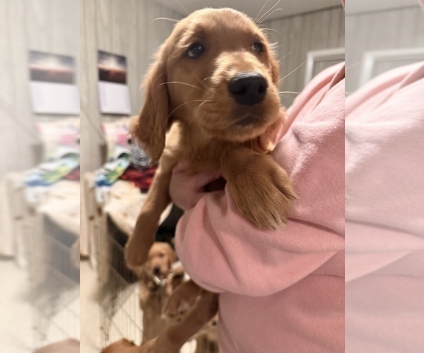 Medium Photo #3 Golden Retriever Puppy For Sale in GREENVILLE, SC, USA