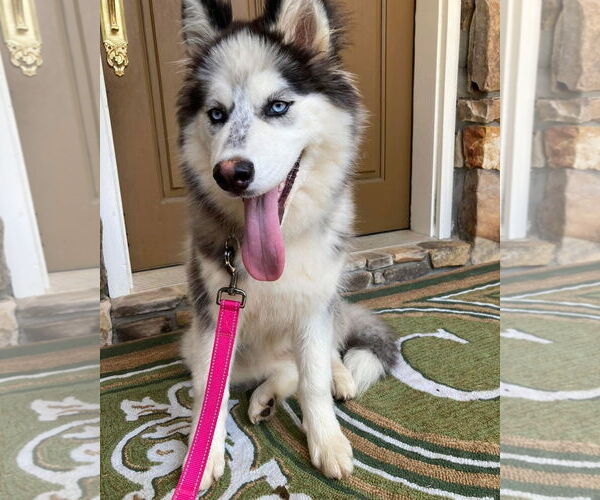 Medium Photo #1 Siberian Husky Puppy For Sale in Cumming, GA, USA