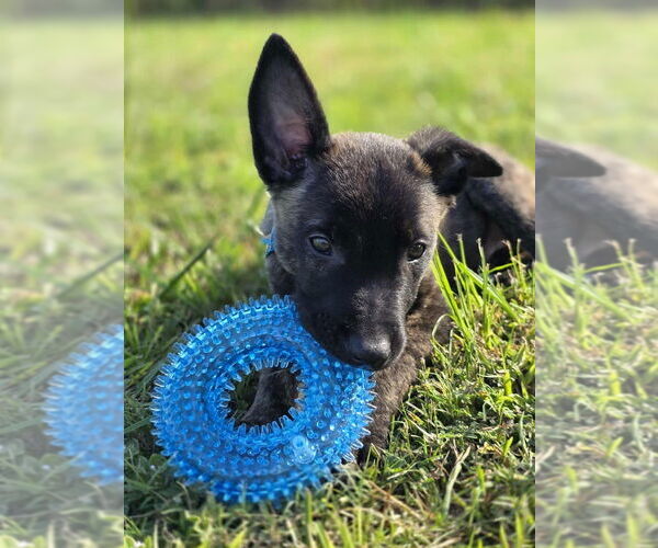Medium Photo #1 Mutt Puppy For Sale in Imlay City, MI, USA
