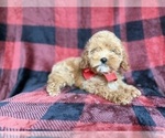 Small #3 Cockapoo (Miniature)