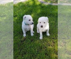 German Shepherd Dog-Labrador Retriever Mix Puppy for sale in PALM DESERT, CA, USA
