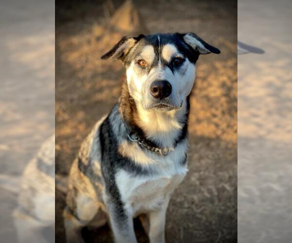 Medium Photo #1 Siberian Husky-Unknown Mix Puppy For Sale in San Andreas, CA, USA