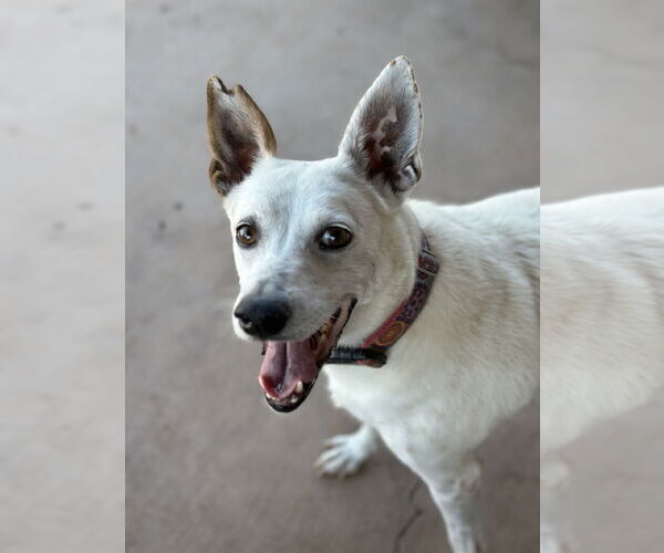 Medium Photo #2 Mutt Puppy For Sale in Queen Creek, AZ, USA