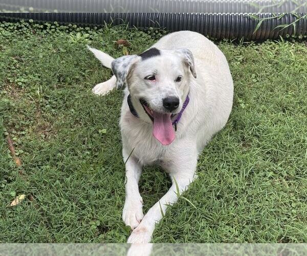 Medium Photo #4 Lab-Pointer Puppy For Sale in Arlington, VA, USA