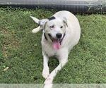 Small #3 Lab-Pointer