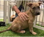 Small Photo #3 Labrador Retriever-Unknown Mix Puppy For Sale in Sanford, FL, USA