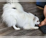 Small #2 pomeranian spitz Mix