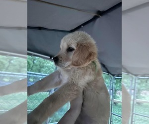 Golden Retriever-Goldendoodle Mix Puppy for sale in TALLAPOOSA, GA, USA