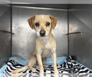 Chihuahua Dogs for adoption in San Bernardino, CA, USA