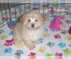 Maltese-Poodle (Toy) Mix Puppy for sale in ORO VALLEY, AZ, USA