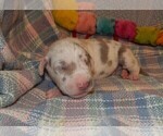Small Photo #21 Great Dane Puppy For Sale in SPRAGGS, PA, USA