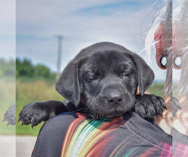 Medium Photo #6 American Bulldog-Chocolate Labrador retriever Mix Puppy For Sale in Huntley, IL, USA