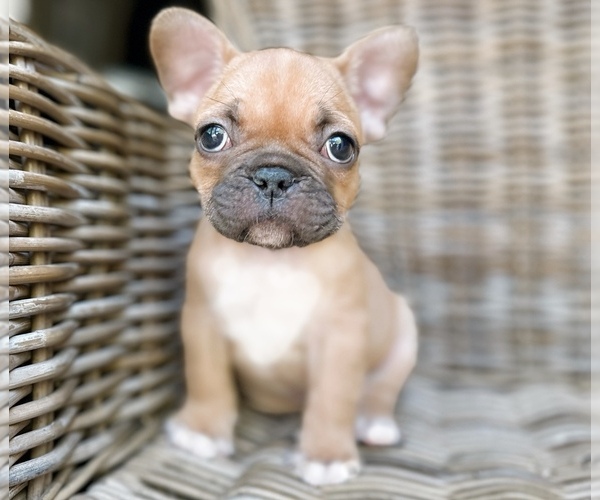Medium Photo #1 French Bulldog Puppy For Sale in ATLANTA, GA, USA