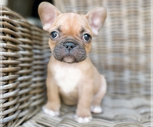 French Bulldog Puppy for sale in ATLANTA, GA, USA