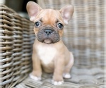 Image preview for Ad Listing. Nickname: Hugo