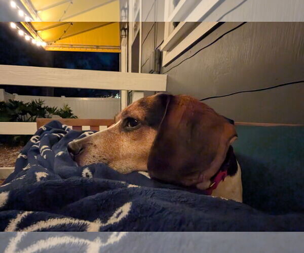 Medium Photo #12 Beagle Puppy For Sale in Dunnellon, FL, USA