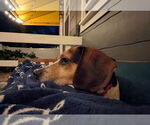 Small #11 Beagle