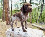 Image preview for Ad Listing. Nickname: Shilo Girl